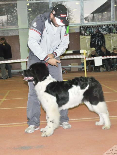 Фото: ньюфаундленд Leonardo San-Marino (Леонардо Сан-Марино), Lyudmila Terent'eva (Людмила Терентьева)