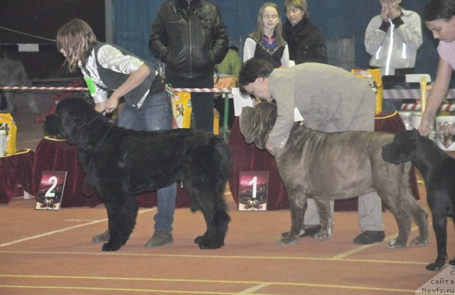 Фото: ньюфаундленд Topgallant's Aquitania, Katerinka Klassen (Катеринка Классен)
