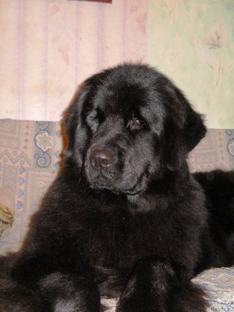 Фото: ньюфаундленд Fann'yuf Al'felina Bledans (Фанньюф Альфелина Бледанс)
