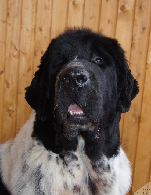 Фото: ньюфаундленд Super Bizon Ekaterinburg (Супер Бизон Екатеринбург)