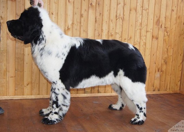 Фото: ньюфаундленд Super Bizon Ekaterinburg (Супер Бизон Екатеринбург)