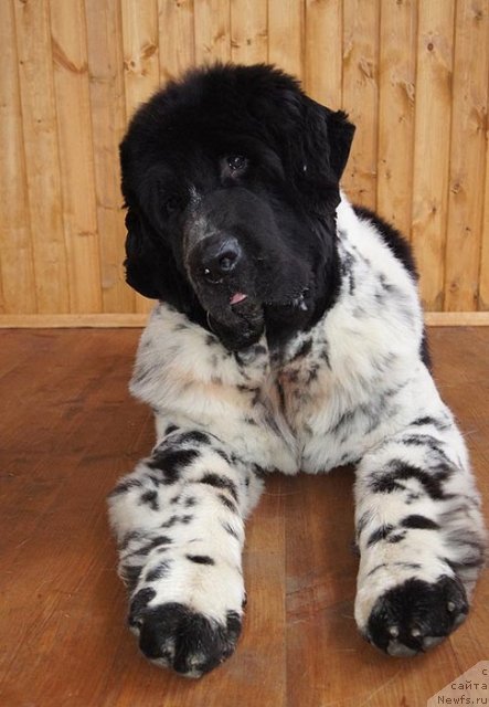 Фото: ньюфаундленд Super Bizon Ekaterinburg (Супер Бизон Екатеринбург)