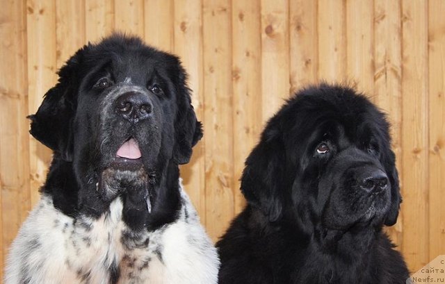 Фото: ньюфаундленд Super Bizon Ekaterinburg (Супер Бизон Екатеринбург), ньюфаундленд Super Bizon Antaliya (Супер Бизон Анталия)