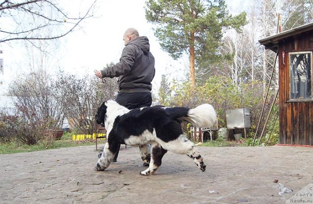 Фото: ньюфаундленд Super Bizon Ekaterinburg (Супер Бизон Екатеринбург), Aleksey Nistratov (Алексей Нистратов)