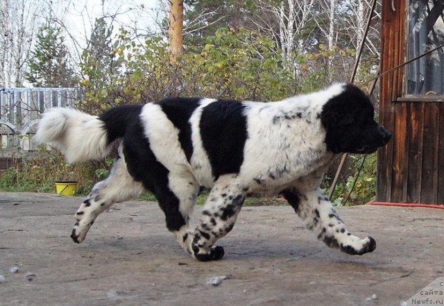 Фото: ньюфаундленд Super Bizon Ekaterinburg (Супер Бизон Екатеринбург)