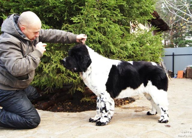 Фото: ньюфаундленд Super Bizon Ekaterinburg (Супер Бизон Екатеринбург), Aleksey Nistratov (Алексей Нистратов)