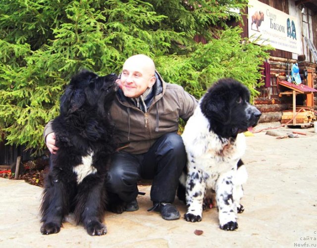 Фото: ньюфаундленд Super Bizon Ekaterinburg (Супер Бизон Екатеринбург), ньюфаундленд Super Bizon Antaliya (Супер Бизон Анталия), Aleksey Nistratov (Алексей Нистратов)