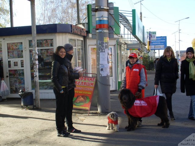 Фото: ньюфаундленд Akvamarinovaya Krasotka dlya Marleon (Аквамариновая Красотка для Марлеон)
