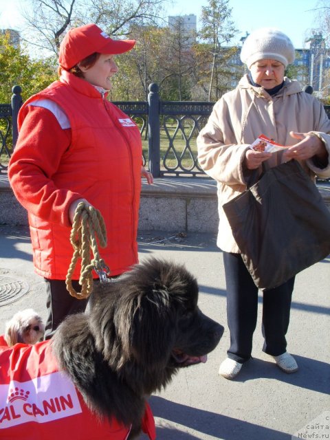 Фото: ньюфаундленд Akvamarinovaya Krasotka dlya Marleon (Аквамариновая Красотка для Марлеон), Tat'yana SHayduk (Татьяна Шайдук)