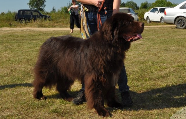 Фото: ньюфаундленд Syemuyel' Morskoy Princ (Сэмуэль Морской Принц)