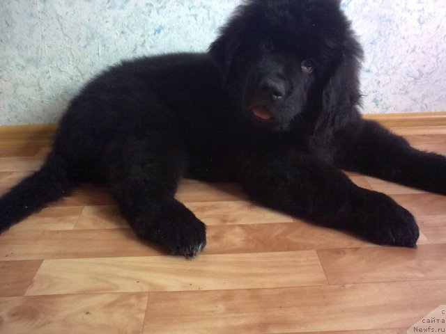 Фото: ньюфаундленд Pitern'yuf Number One (Питерньюф Нумбер Оне)