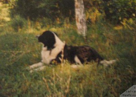 Фото: ньюфаундленд Ledi YElis Glen (Леди Элис Глен)