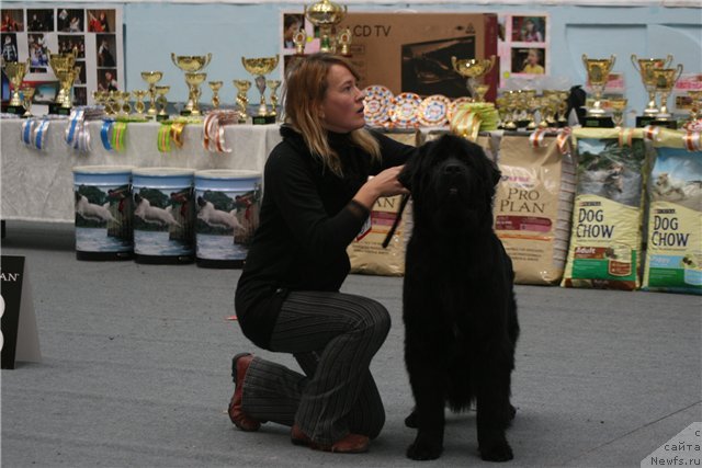 Фото: ньюфаундленд Ih Vyisochestvo Gotika Al'deya (Их Высочество Готика Альдея)