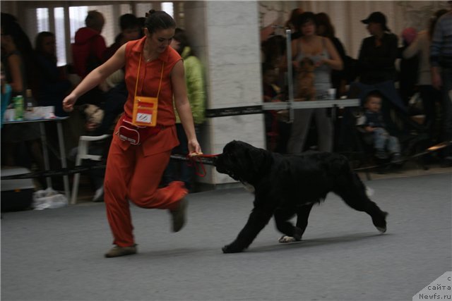 Фото: ньюфаундленд Ikona Stilya (Икона Стиля)