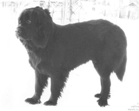 Фото: ньюфаундленд Basma (Басма)