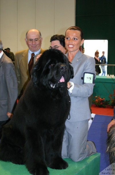 Фото: ньюфаундленд Thickish Newfoundland Keeper of Freedom