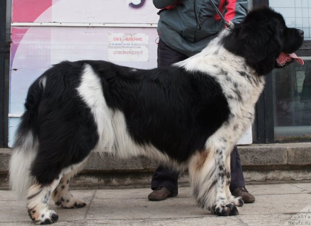 Фотография № 79801