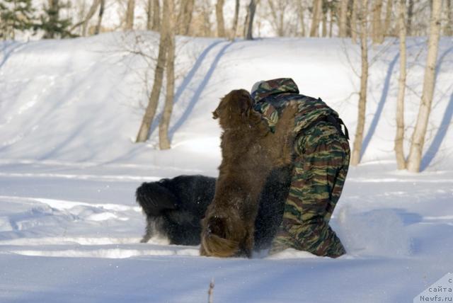 Фото: ньюфаундленд Lesnaya Skazka Izol'da (Лесная Сказка Изольда)