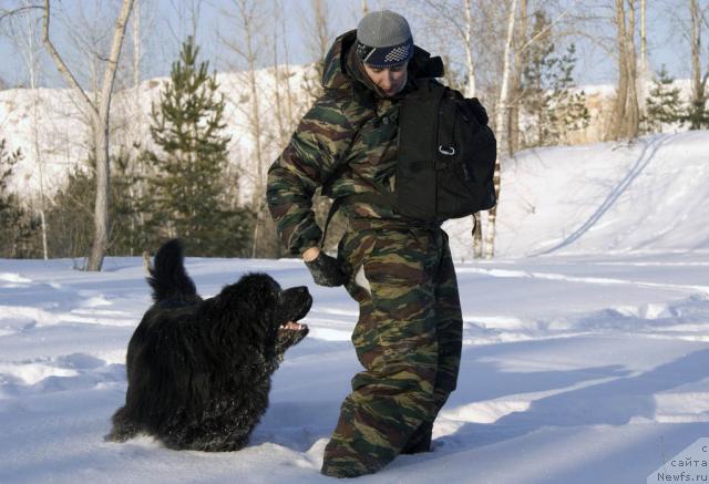 Фото: ньюфаундленд Ygan s Toyanova Gorodka (Юган с Тоянова Городка), Igor' Momot (Игорь Момот)