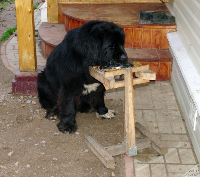 Фото: ньюфаундленд Pitern'yuf CHupa-CHups (Питерньюф Чупа-Чупс)