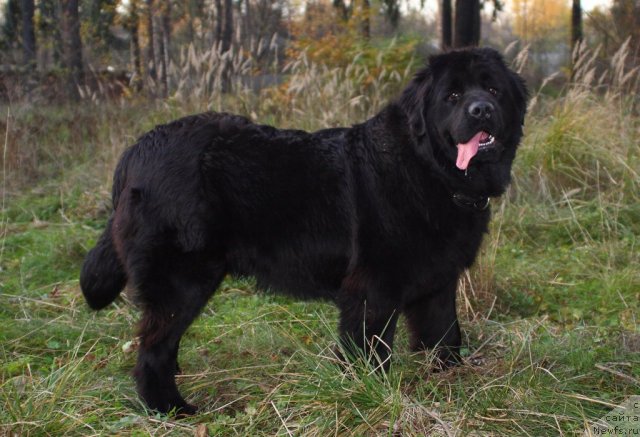 Фото: ньюфаундленд Uluvatu Devi Dan (Улувату Деви Дан)