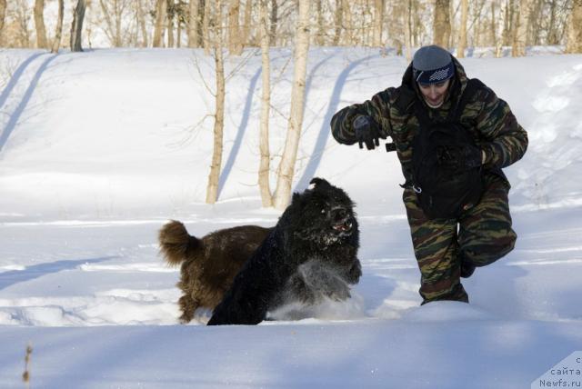 Фото: ньюфаундленд Ygan s Toyanova Gorodka (Юган с Тоянова Городка), Igor' Momot (Игорь Момот)