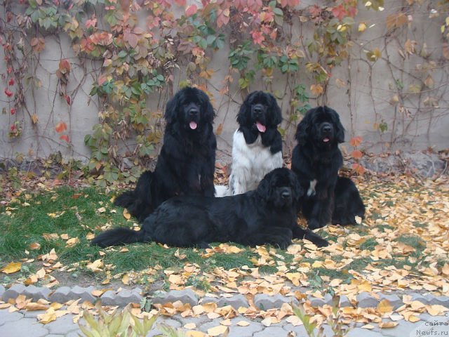 Фотография № 79830