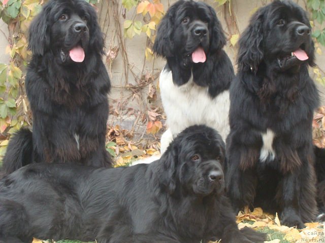 Фотография № 79831