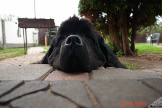 Фото: ньюфаундленд Gimenej Golden Star