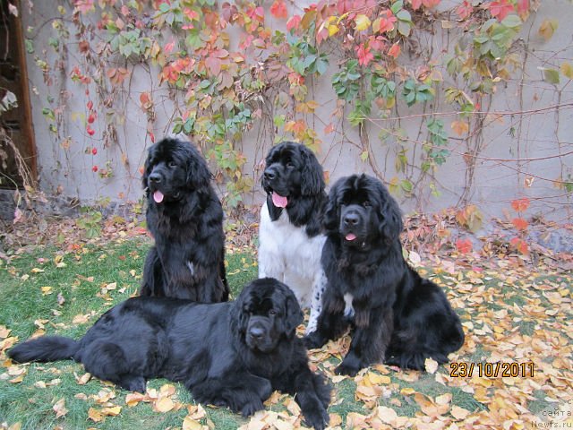 Фотография № 79833