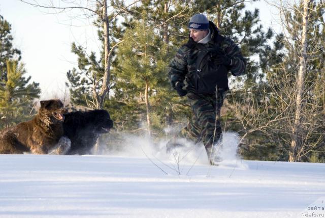 Фото: ньюфаундленд Lesnaya Skazka Izol'da (Лесная Сказка Изольда), ньюфаундленд Ygan s Toyanova Gorodka (Юган с Тоянова Городка), Igor' Momot (Игорь Момот)