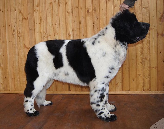 Фото: ньюфаундленд Super Bizon Ekaterinburg (Супер Бизон Екатеринбург)