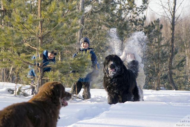Фото: ньюфаундленд Lesnaya Skazka Izol'da (Лесная Сказка Изольда), ньюфаундленд Ygan s Toyanova Gorodka (Юган с Тоянова Городка)