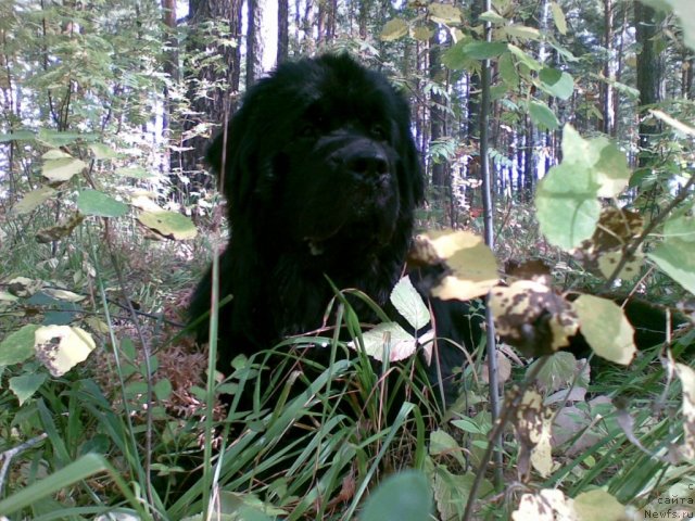 Фотография № 79851