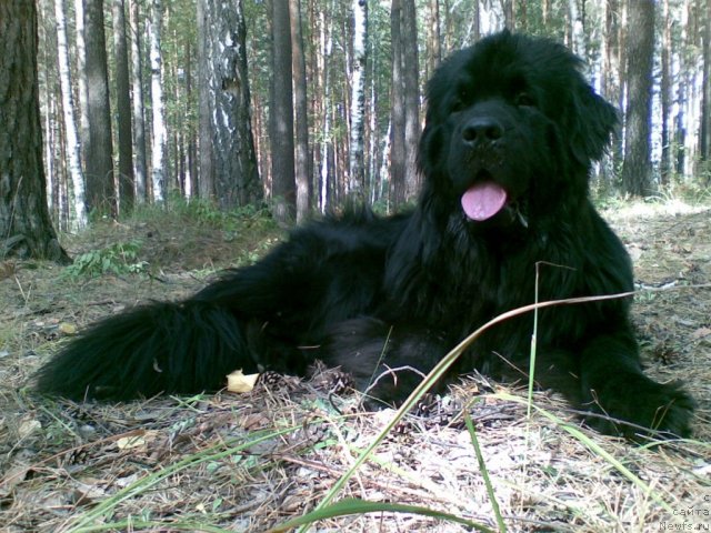 Фотография № 79852