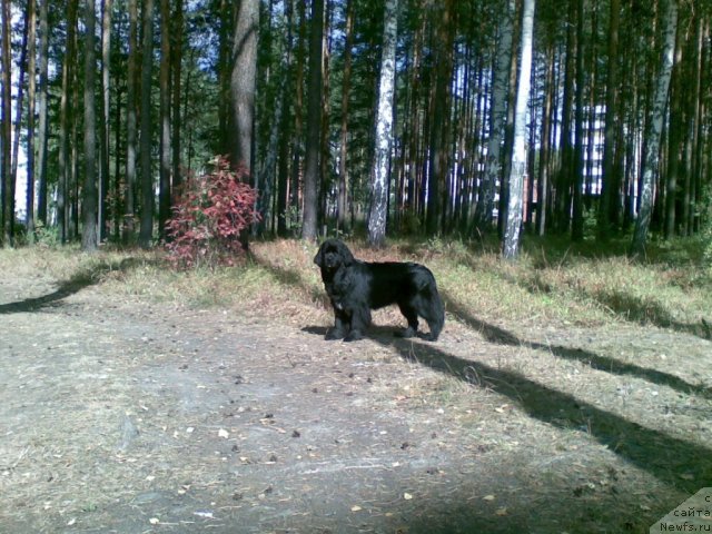 Фото: ньюфаундленд Bianka Vayt Pyerl (Бианка Вайт Пэрл)