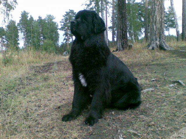 Фото: ньюфаундленд Bianka Vayt Pyerl (Бианка Вайт Пэрл)