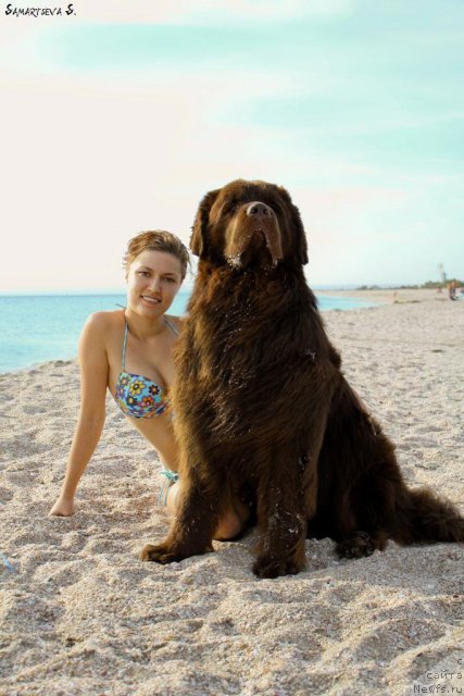 Фото: ньюфаундленд Lesnaja Skazka Korolevskiy Medved (Лесная Сказка Королевский Медведь), Svetlana Samarceva (Светлана Самарцева)