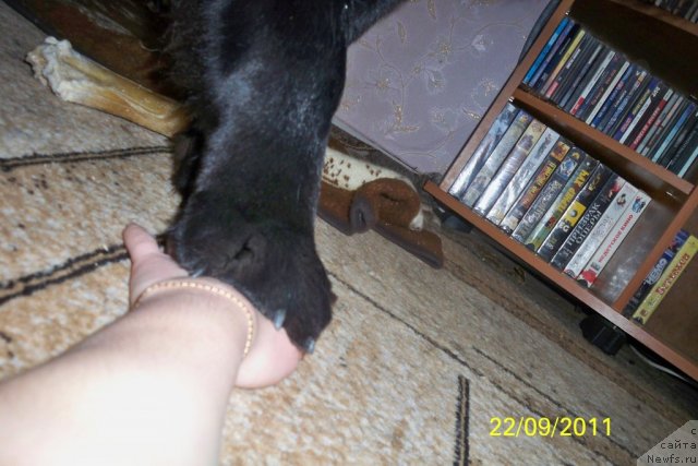 Фото: ньюфаундленд Smigar Volna Uspeha (Смигар Волна Успеха)