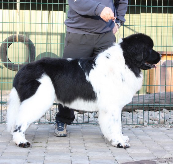 Фото: ньюфаундленд The Waves Sons Excellent Friends