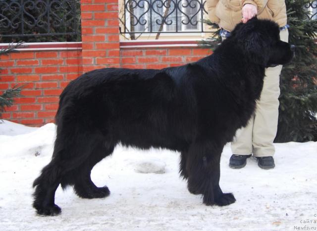 Фото: ньюфаундленд Sent Djons Zhozefina (Сент Джонс Жозефина)