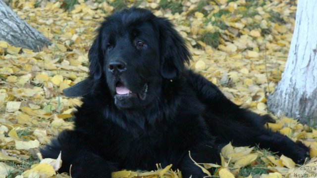 Фото: ньюфаундленд Super Premium Zvezdochet (Супер Премиум Звездочет)