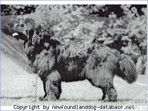 Фото: ньюфаундленд Pow Wow First Date of Skimeister