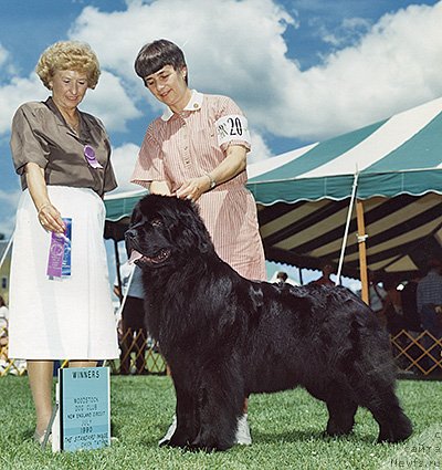 Фото: ньюфаундленд Pouch Cove's American Maid