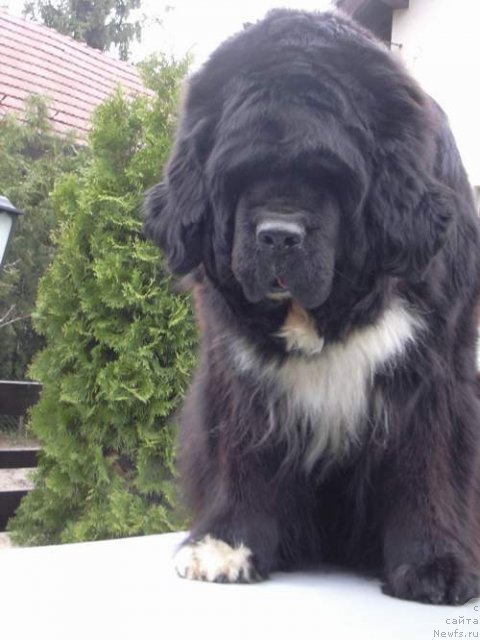 Фото: ньюфаундленд Mount Cook Nugget Nini of Midniht Lady