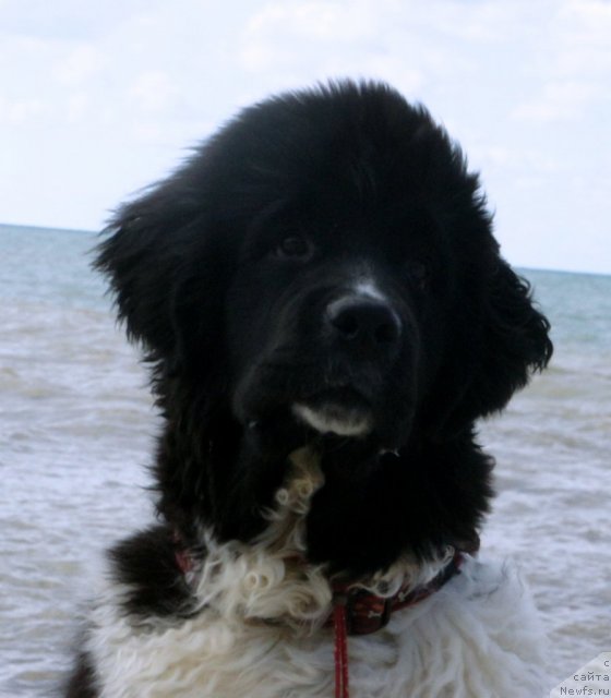 Фото: ньюфаундленд Piternyuf I Did It Again (Питерньюф И Дид Ит Агаин)