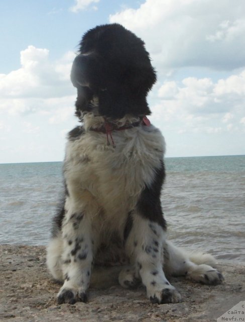 Фото: ньюфаундленд Piternyuf I Did It Again (Питерньюф И Дид Ит Агаин)