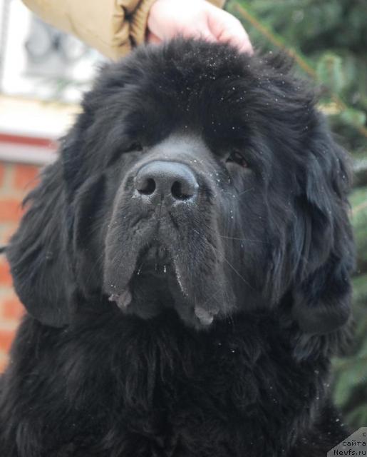 Фото: ньюфаундленд Sent Djons Zhozefina (Сент Джонс Жозефина)