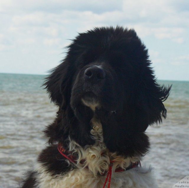 Фото: ньюфаундленд Piternyuf I Did It Again (Питерньюф И Дид Ит Агаин)