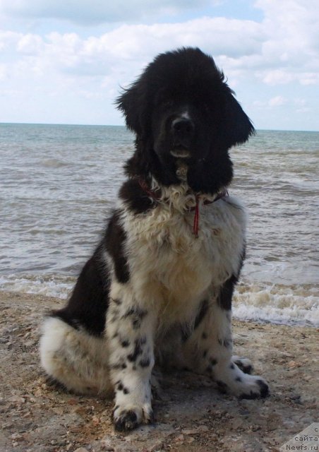 Фото: ньюфаундленд Piternyuf I Did It Again (Питерньюф И Дид Ит Агаин)